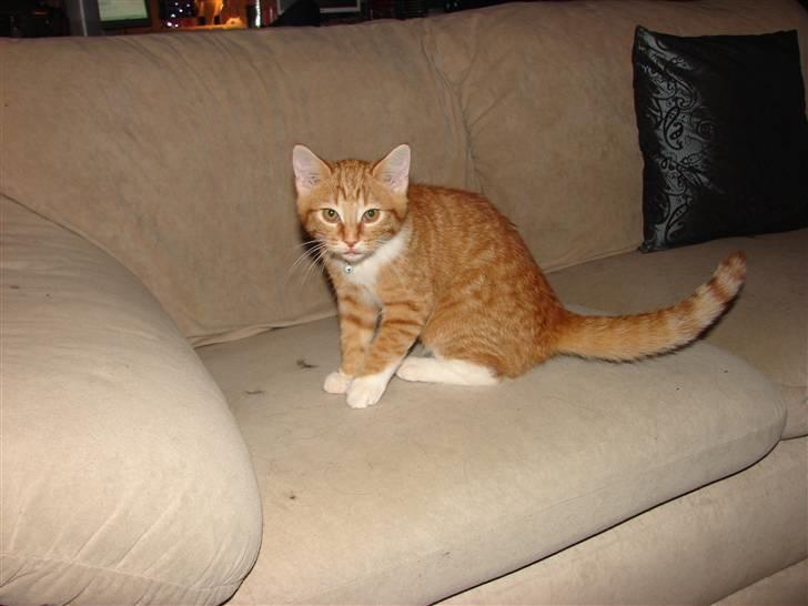 Huskat Rasmus billede 6