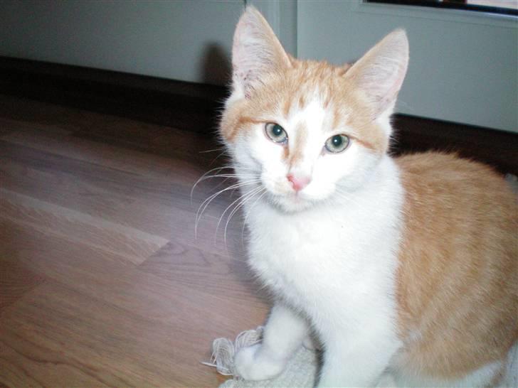 Huskat Noa - Hej med jer! billede 8