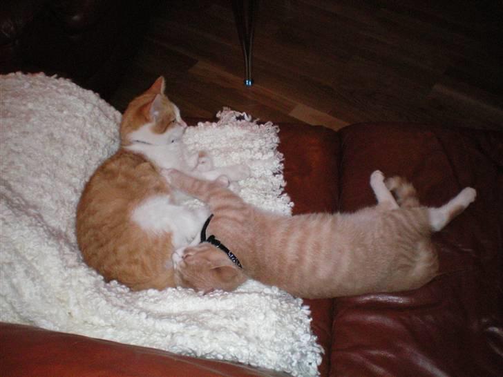 Huskat Noa - Ahhh... afslapning! billede 9