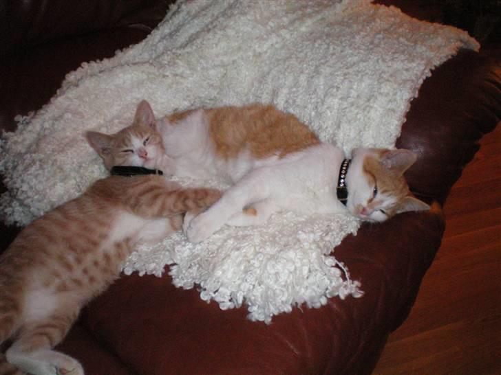 Huskat Noa - Zzz... billede 10