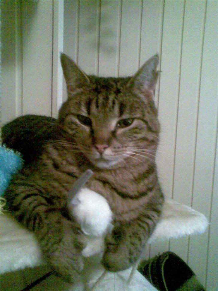 Huskat Micky nu med lillebror billede 12