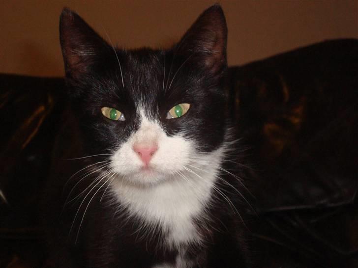 Blanding af racer Merle  billede 1