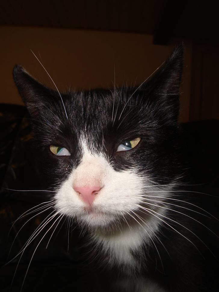 Blanding af racer Merle  billede 2