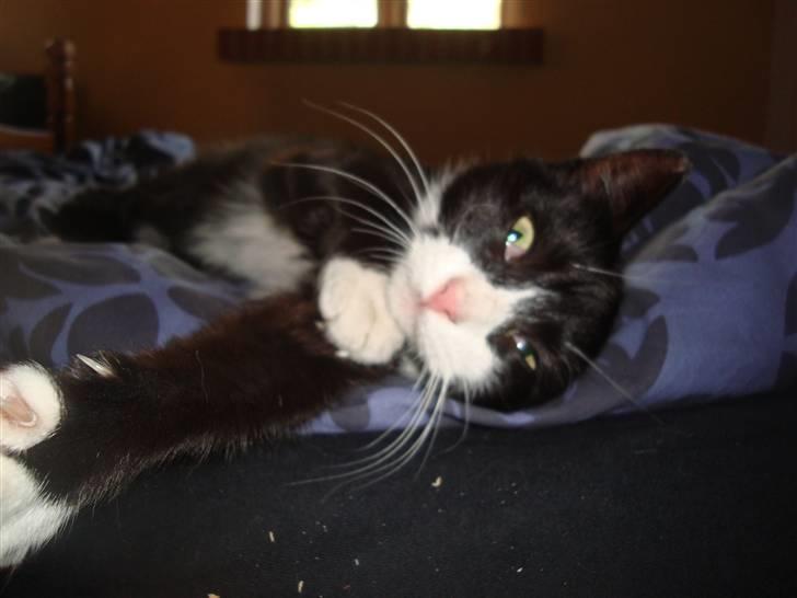 Blanding af racer Merle  billede 3