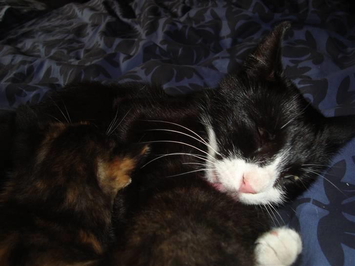 Blanding af racer Merle  billede 4