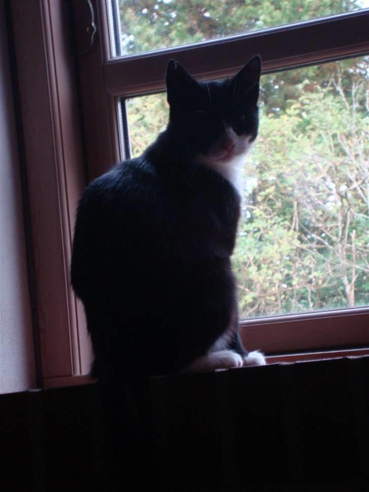 Blanding af racer Merle  billede 5