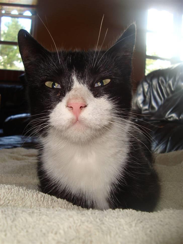 Blanding af racer Merle  billede 6