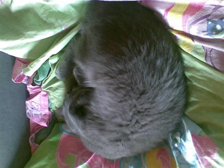 Russian Blue hr vimse død billede 6