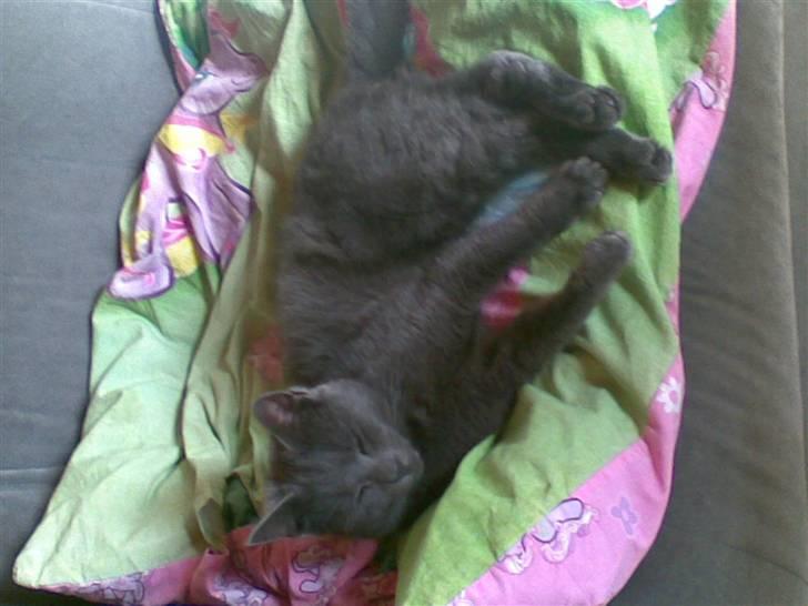 Russian Blue hr vimse død billede 7