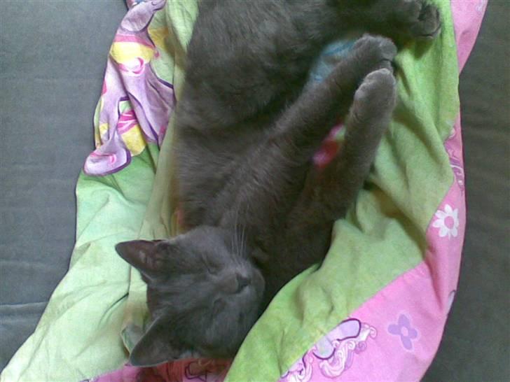 Russian Blue hr vimse død billede 8