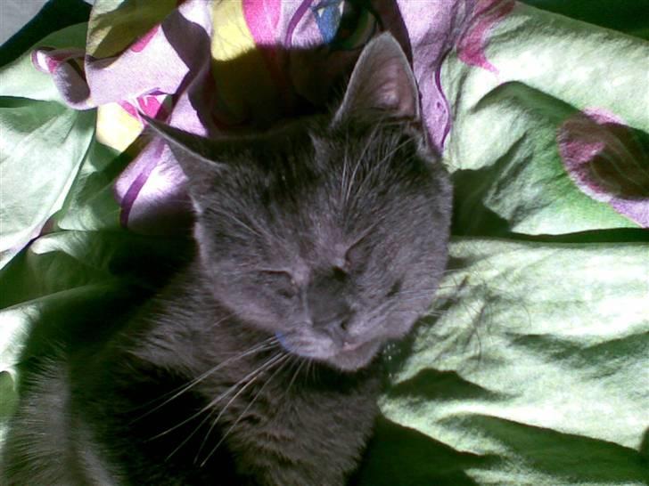 Russian Blue hr vimse død - hr vimse hans første dag hos os billede 9