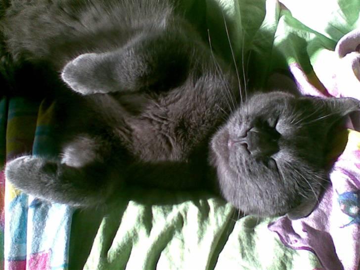 Russian Blue hr vimse død billede 10