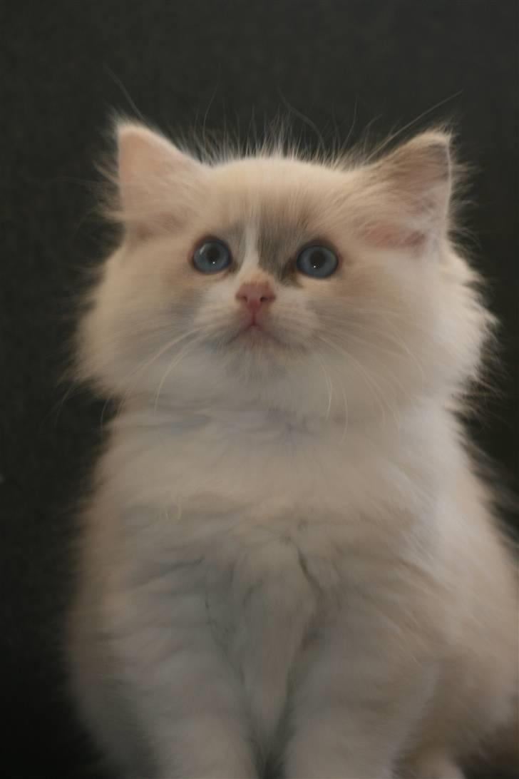 Ragdoll JW Dk Vandoll Celeste billede 6
