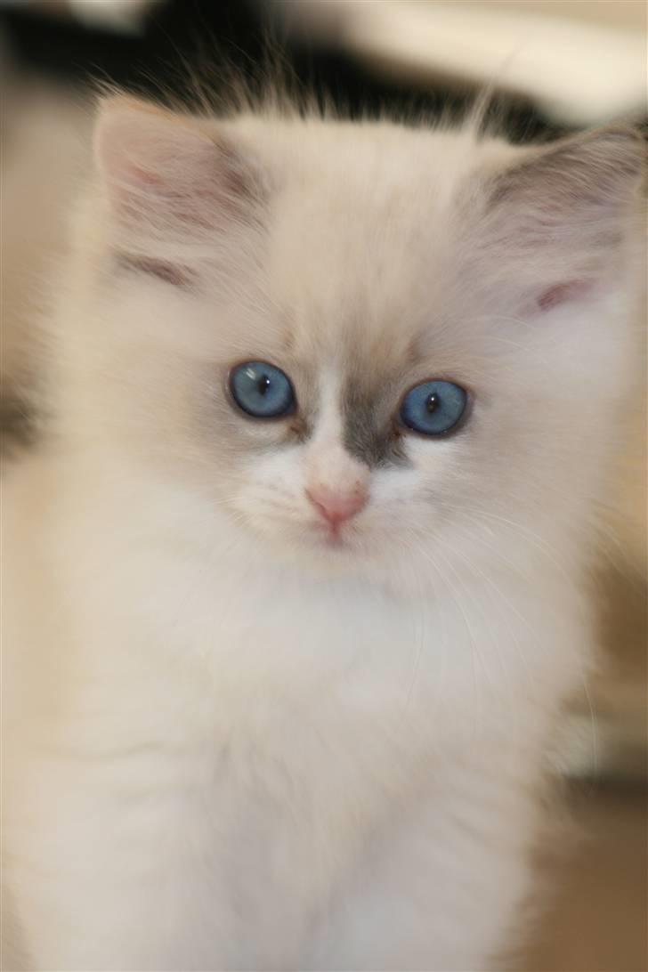 Ragdoll JW Dk Vandoll Celeste billede 7