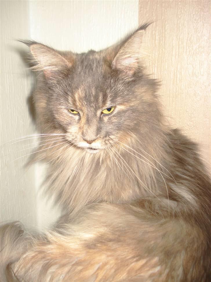 Maine Coon Dk Kousgård's *LYKKE* billede 9