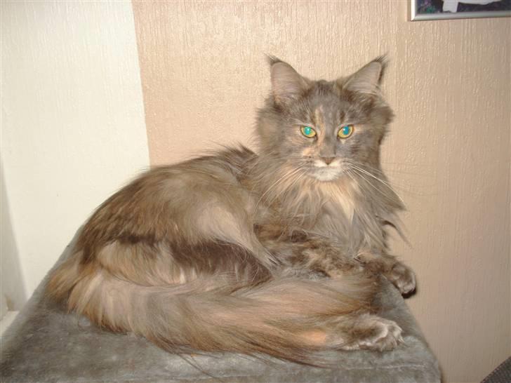 Maine Coon Dk Kousgård's *LYKKE* - Smukke Lykke billede 10