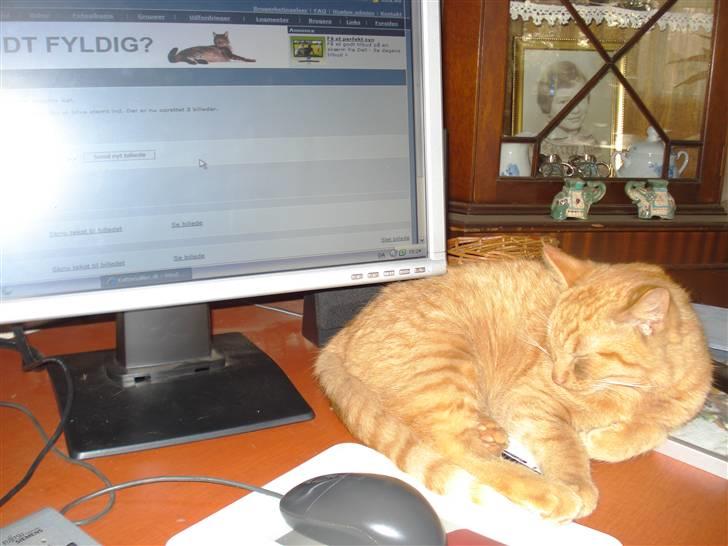 Huskat Simon - Snork igen igen igen :-) billede 11