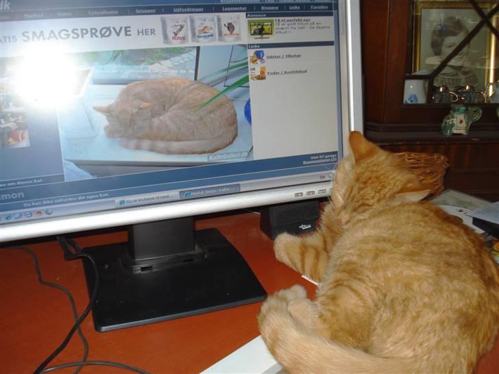 Huskat Simon - Sikke en hovedpude billede 12