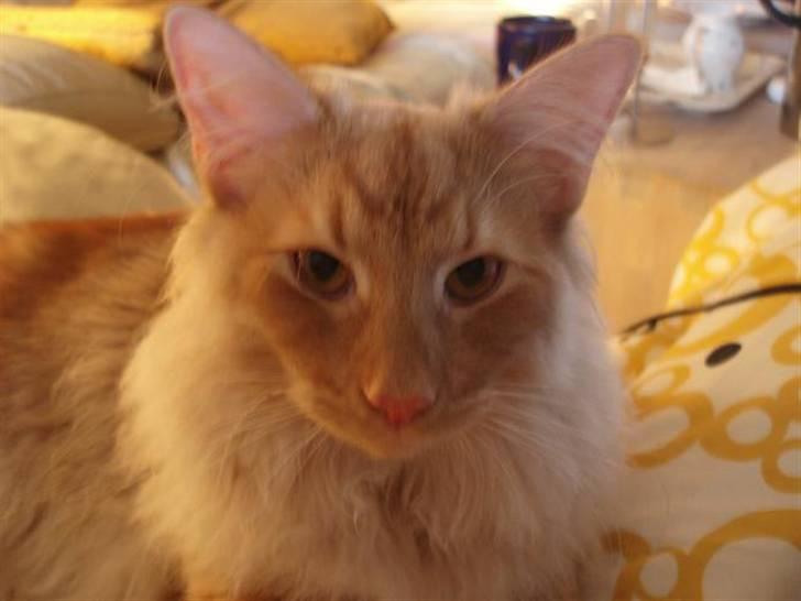 Norsk Skovkat Viktor - 7 mdr billede 14