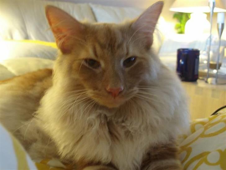 Norsk Skovkat Viktor - 7 mdr billede 15