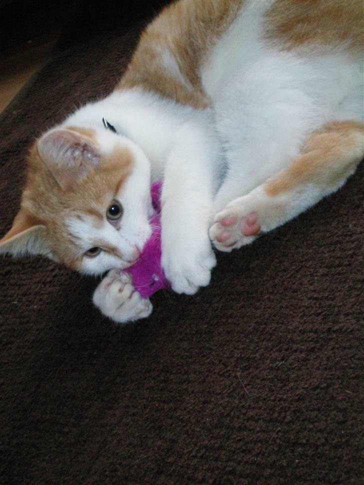 Huskat Noa - Lege billede 11