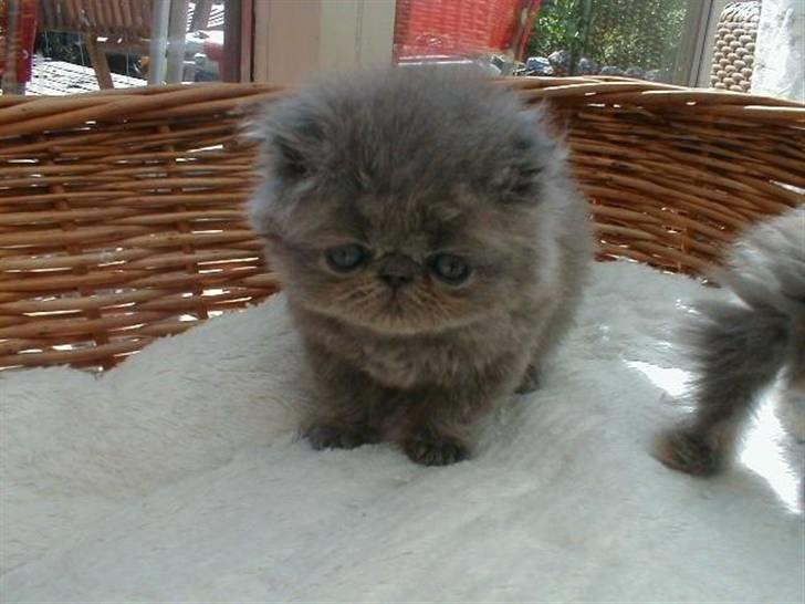 Perser Dronning Dagmar - Didi som 6 uger  billede 6