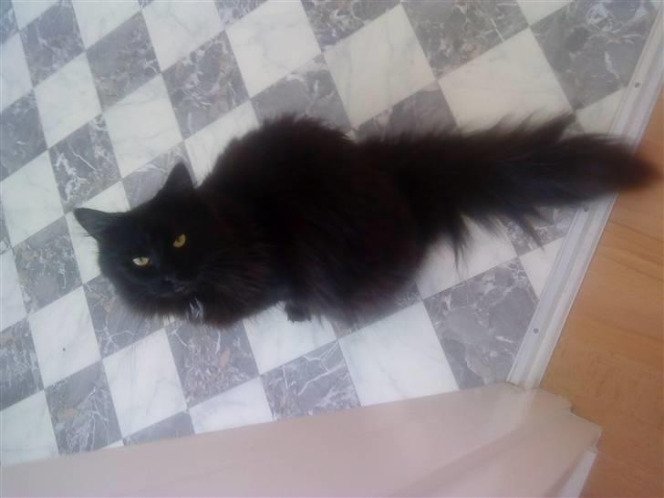 Maine Coon Baby billede 1