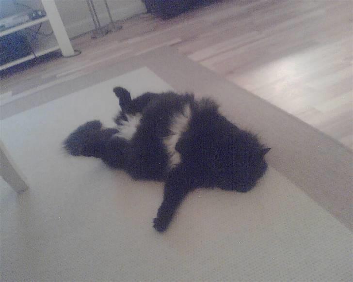 Maine Coon Baby billede 2