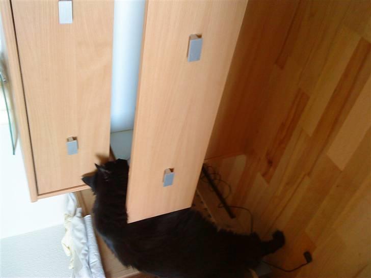 Maine Coon Baby billede 3