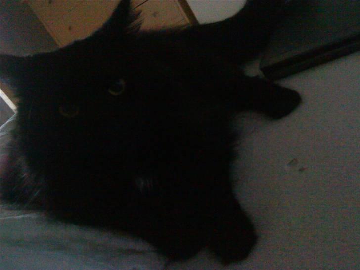 Maine Coon Baby billede 4