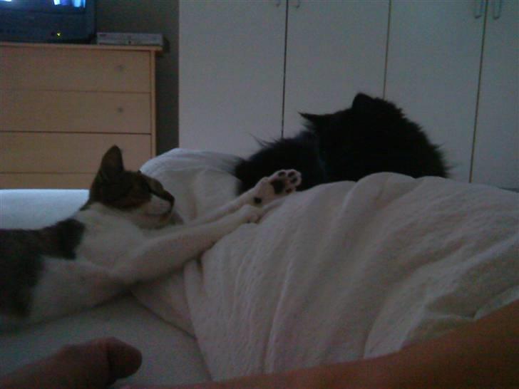 Maine Coon Baby billede 5