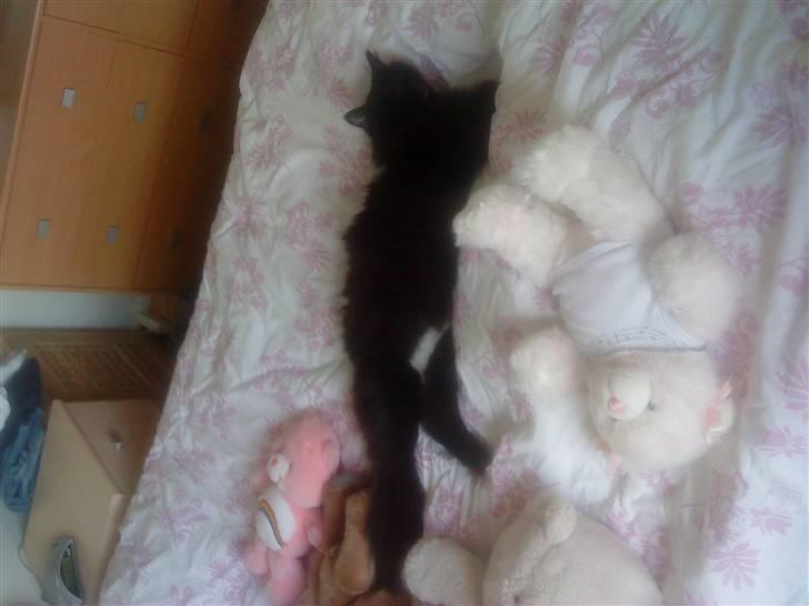 Maine Coon Baby billede 6