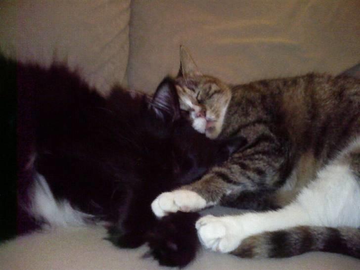 Maine Coon Baby billede 7