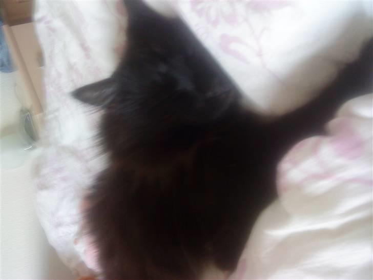 Maine Coon Baby billede 8