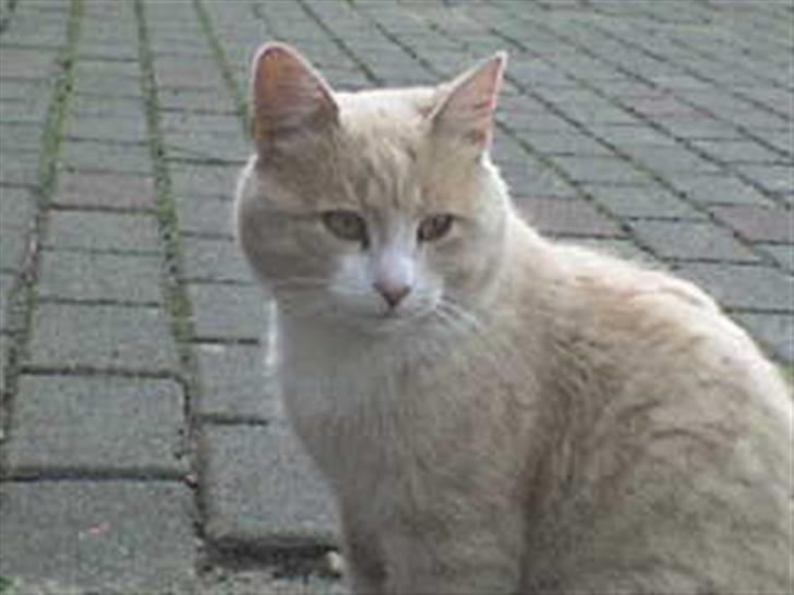 Blanding af racer Pjusce - Velkommen til Pjusce´s Profil<33 MIn egen lille skat der sidder udenfor og soler sig! ;) billede 1