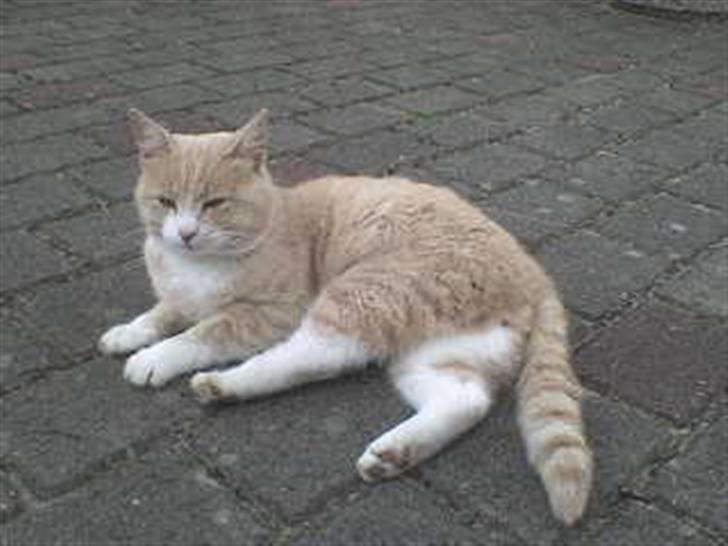 Blanding af racer Pjusce - Pjusce <33 billede 2