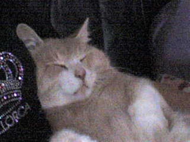 Blanding af racer Pjusce - Pjusce der ligger ved mig indenfor! (Han sover) billede 3