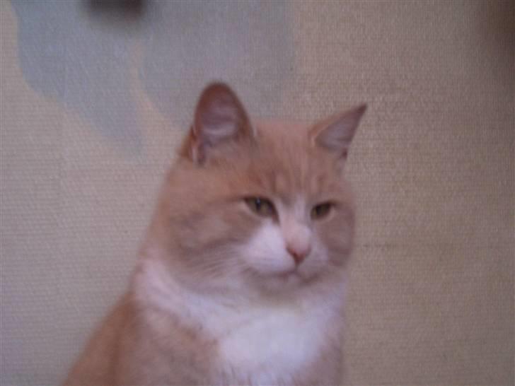 Blanding af racer Pjusce - Den lille putte gøj<3 billede 4