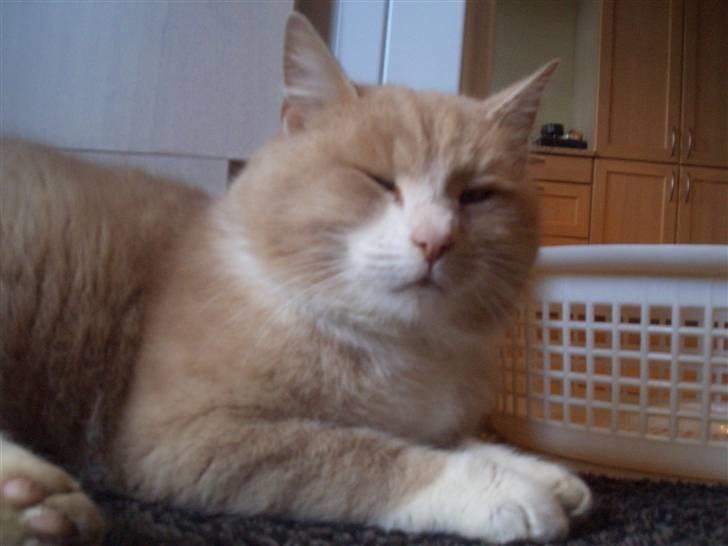 Blanding af racer Pjusce - <3 HAn får sig lige en lille lur i baggangen<3 Den lille Sove tryne billede 5