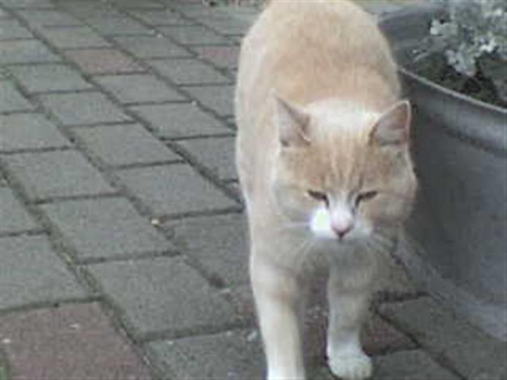 Blanding af racer Pjusce - Pjusce der klø´r sig:) billede 6