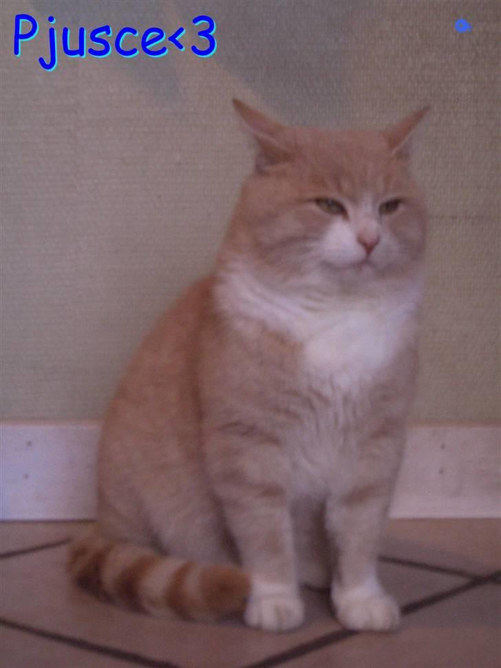 Blanding af racer Pjusce - Miin lille skat<3 billede 7