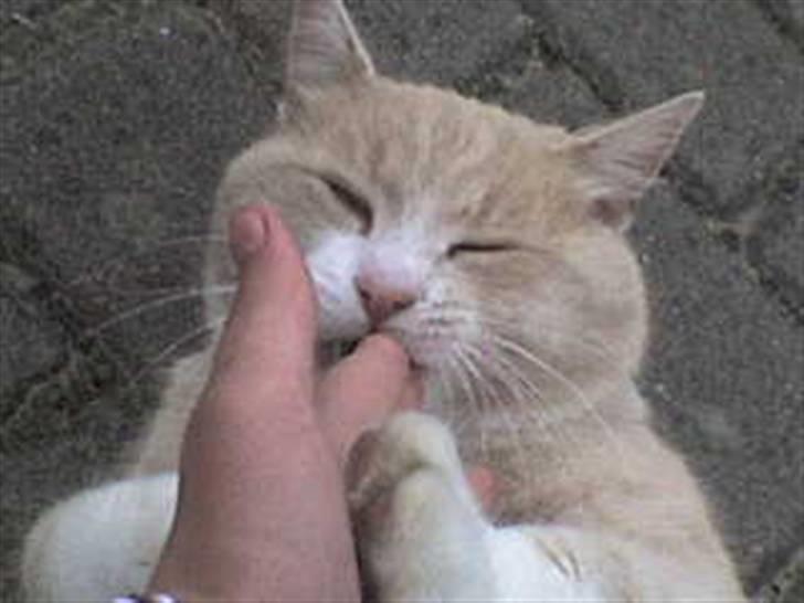 Blanding af racer Pjusce - Av min finger ! Han leger! billede 8