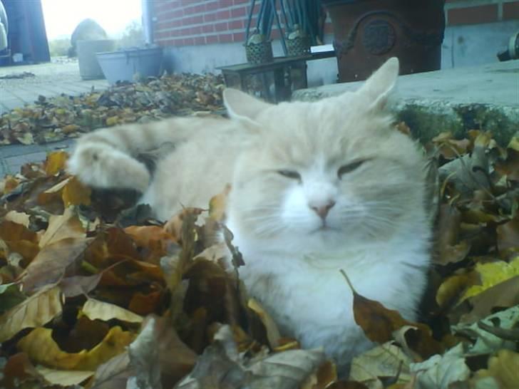 Blanding af racer Pjusce - Pjusce i efteråret, Han hygger sig<3 billede 10