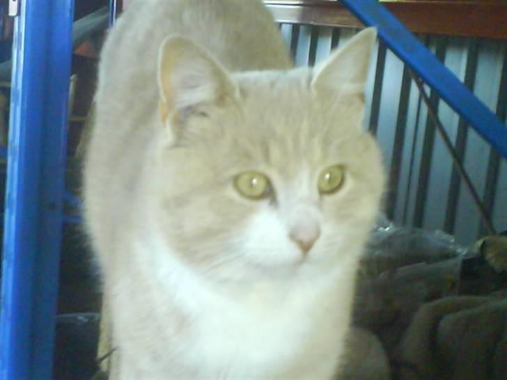 Blanding af racer Pjusce - Pjusce Der kigger <3 XD ;p billede 12