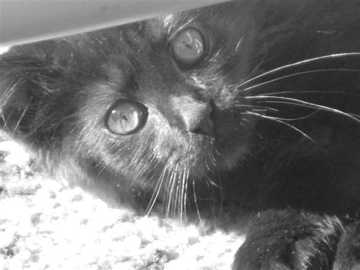 Maine Coon Coco - :) billede 2