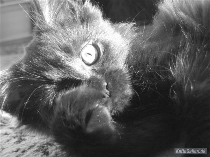 Maine Coon Coco - Hvad sker der?? billede 4