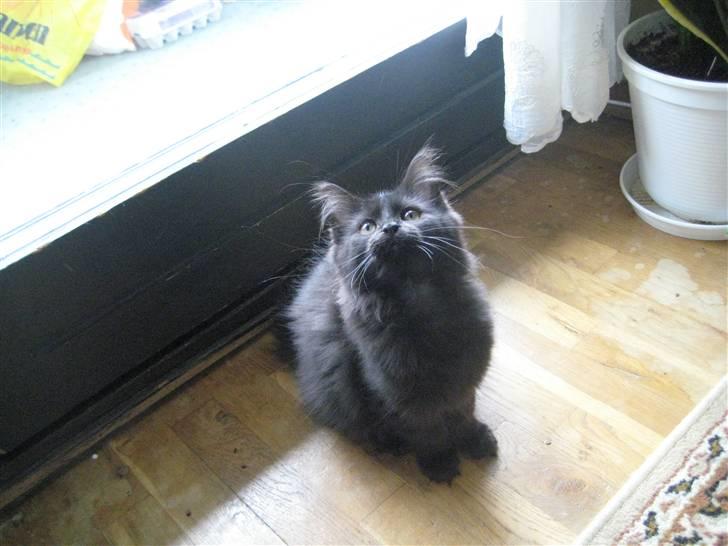 Maine Coon Coco - Hvad er det du nu vifter med? billede 5