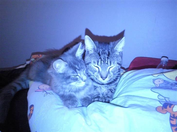 Maine Coon Kodi **Solgt** - Kodi og Diablo er blevet rigtig gode venner.. billede 9