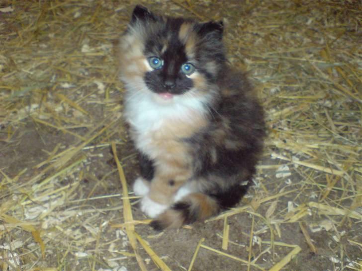 Blanding af racer Maya - Inden vi fik hende hjem. :bb billede 9