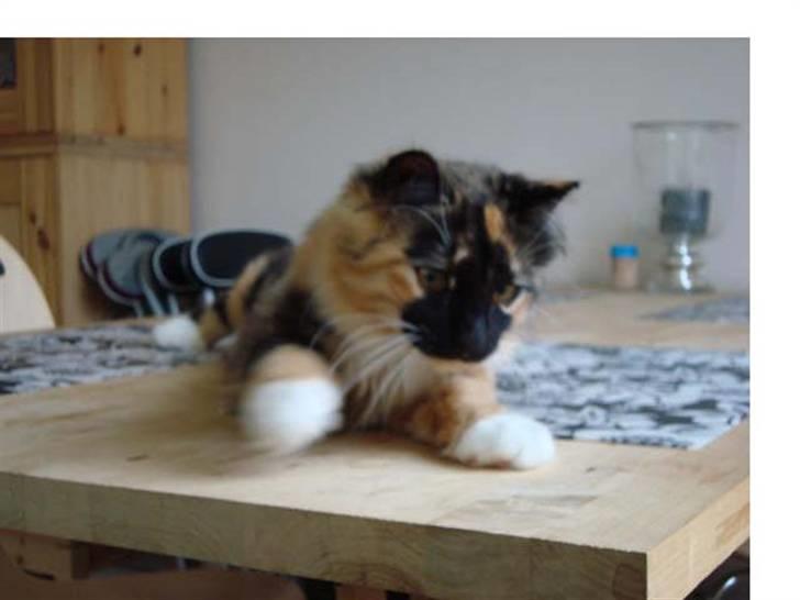 Blanding af racer Maya - Ja sjov& ballade.  billede 10